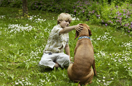 Lappangó veszélyek az udvaron - tedd kutyabaráttá a kerted!
