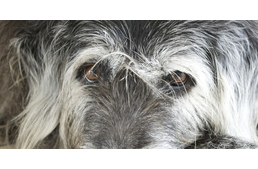 Állatoknál is létezik Alzheimer-kór