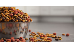 Daganatos megbetegedést okozhat a legtöbb kutyatáp?