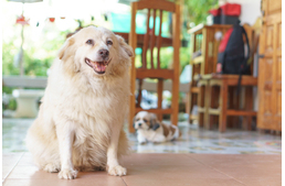 Túlsúlyos gazdának túlsúlyos a kutyája?