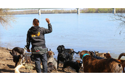 Kutyás strandot kaphat Óbuda