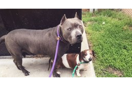 Elválaszthatatlan barátok - OJ, a vak tacskó és Dozer, az ő vakvezető kutyája