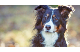 Így legyen fitt a kutyád szellemileg is