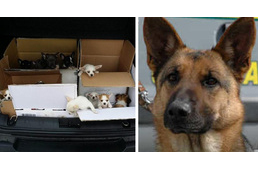 Olasz rendőrkutya mentette meg a magyar kölyökkutyákat