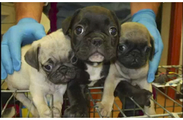 Kutyacsempészekre csapott le az olasz rendőrség