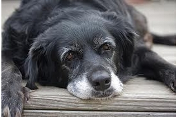 Növekednek egyes állategészségügyi szolgáltatási díjak