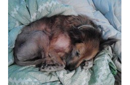 Mindig van remény - egy 16 éves kutya története