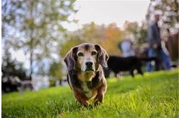 Agytornával az öreg kutyák elméje is tovább fitten tartható