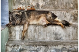 Nem lesz több kóbor kutya Hollandiában!