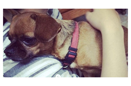 3 dolog, amivel a legtöbb gazdi kedveskedni akar kutyájának, ám inkább árt vele