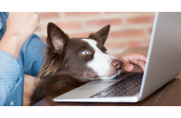 Nyers húst rendelni az interneten? Nem lehetetlen!