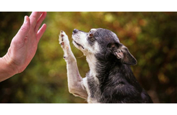 Lehet-e nevelni, tanítani az idős kutyát?