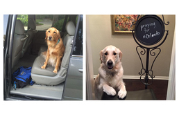 Kutyák segítenek az Orlandói lövöldözés túlélőinek