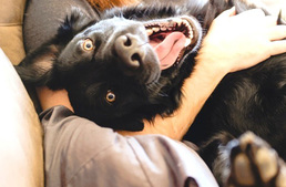 Miért olyan boldog a kutyád, ha meglát téged?