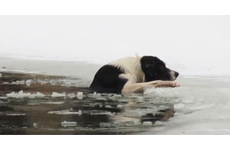 Kutyamentés orosz módra