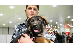 Oroszország kölyökkutyát küldött Franciaországnak - Videóval frissítve!