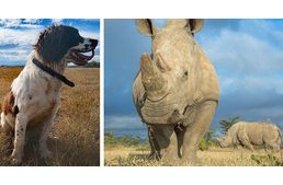 Kis kutya az óriások védelmében - spániel védi az orrszarvúkat az orvvadászoktól