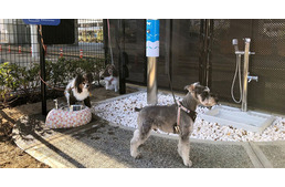 Kutya-illemhelyet alakít ki az oszakai repülőtér