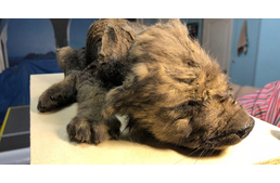 18.000 éves kutyafélét vizsgálnak a tudósok: lehet, hogy ő a legidősebb kutya? - Frissítve