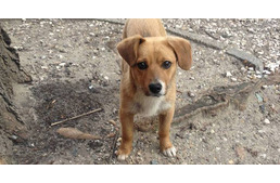 Összefogás egy kiskutya életéért - egész Buda keresi Shelly-Annt, a riadt kutyát