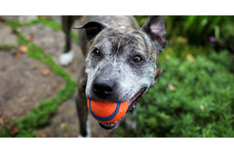 Miért őszülnek idő előtt a kutyák?