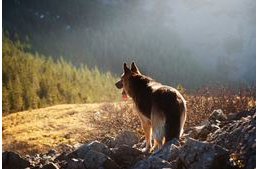 Őszi túrázás kutyával - erre figyelj! 