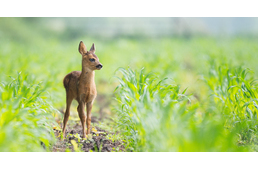 Megszülettek az őzgidák: ne nyúljunk a magára hagyott kicsinyekhez!