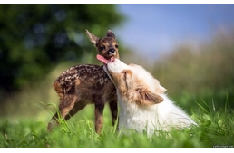 Őzike és kölyök kutyus – Egy végtelen barátság kezdete