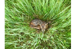 Kutyasétáltatók figyelem! Ne nyúljatok az őzgidához!