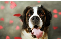 Szuka és kan kutyák közötti különbségek