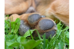 Forró téma: védjük a tappancsot!