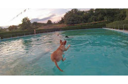 Birtokba vehetik a kutyák a pécsi strandot