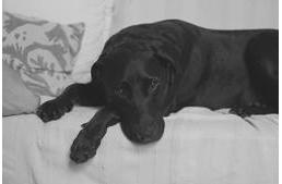 Kutyabetegség Norvégiában - csökken a megbetegedések száma