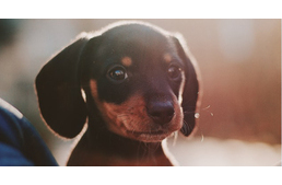 Virtuális gyűjtést szervez a Tacskó Találkozó csapata a születésnapi bulijuk helyett