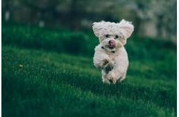 Ünnepeld sztárokkal és kutyákkal az Állatok Világnapját!