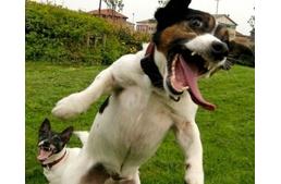 Bolondok napja kutya módra