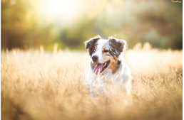 Készíts házilag kullancsriasztót!