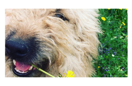 Egész napos kutyás piknik várja a kutyásokat és kutyátlanokat a hétvégén