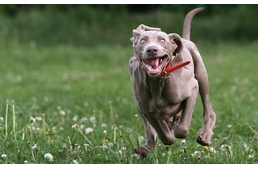 „Rájött az ötperc...” - Te is tapasztaltad kutyádnál?