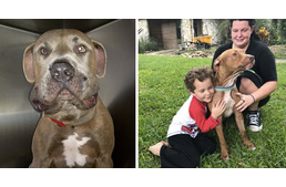 Hős pitbullok mentették meg a gyerekeket a mérges kígyótól