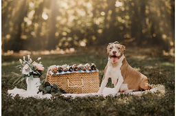 Egy út széléről mentett pit bullról készültek a legcukibb kutyás kismama fotók