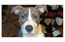 Pitbull mentett meg egy fiatal lányt az erőszakolótól