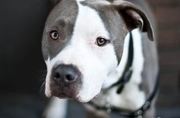 Agresszió: nem a kutya fajtája, hanem a gazdi viselkedése miatt alakulhat ki