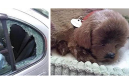 Plüsskutya miatt törte be a napon parkoló autó szélvédőjét