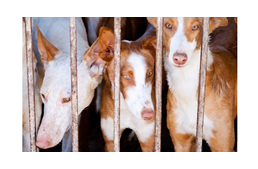 Elkeserítő a vadászkutyák sorsa Spanyolországban