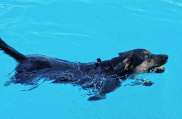 Kutyák lepték el a strandot Pécsett