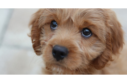 Rossz hatással van kutyánkra, ha kiabálunk vele