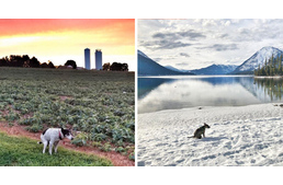 Meghökkentően rendhagyó naptár a legőrültebb kutyásoknak