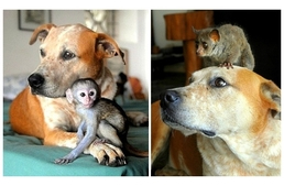 Elárvult vadállat kölyköket nevel ez a kutya