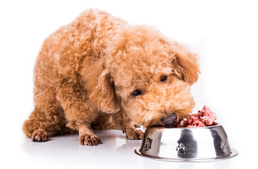 Kiskutyák nyersetetése - aggályok, félelmek, megoldások